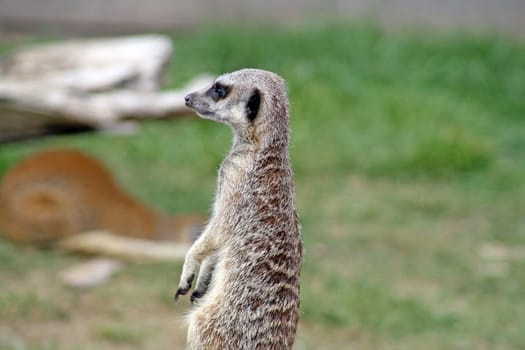 stunning meerkat looking healthy and alert