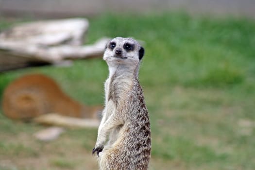 stunning meerkat looking healthy and alert