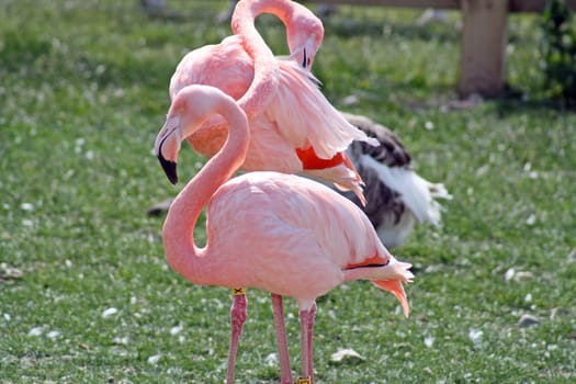 beautiful flamingo birds