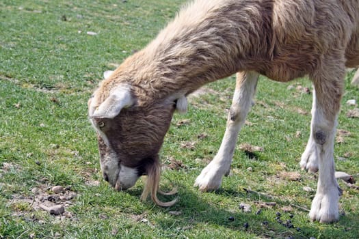 white and brown goat grazing on grass