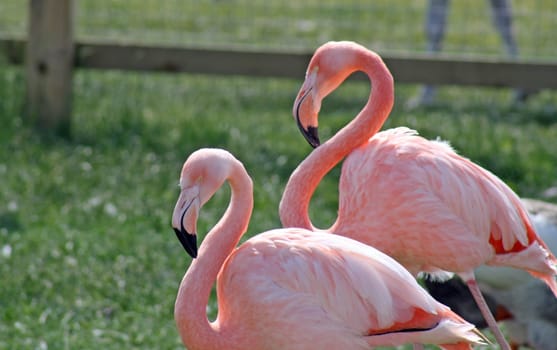 beautiful flamingo birds