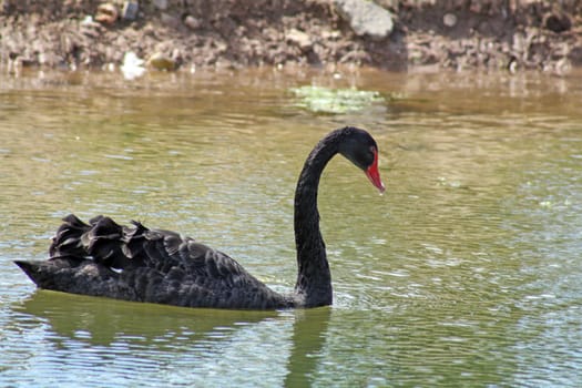 a black swan on a lake