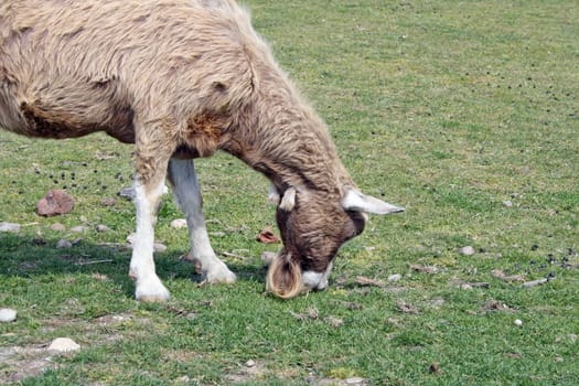 white and brown goat grazing on grass