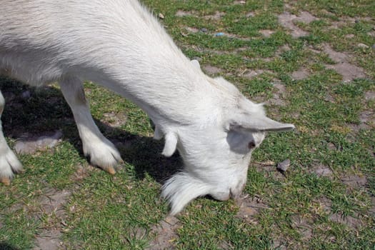 white and brown goat grazing on grass