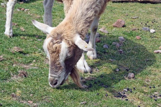 white and brown goat grazing on grass