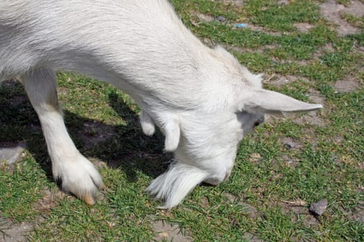 white and brown goat grazing on grass