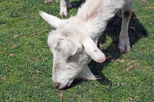 white and brown goat grazing on grass