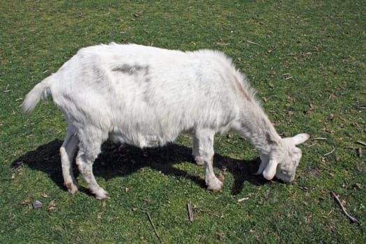 white and brown goat grazing on grass