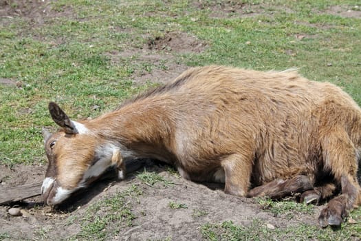 white and brown goat grazing on grass