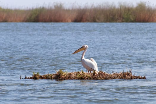white pelican in the Danube Delta, Romania