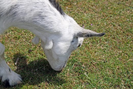 white and brown goat grazing on grass