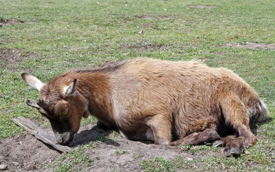 white and brown goat grazing on grass