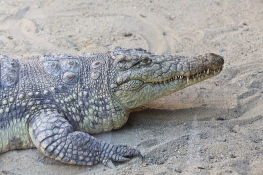 close up view of the head of crocodile