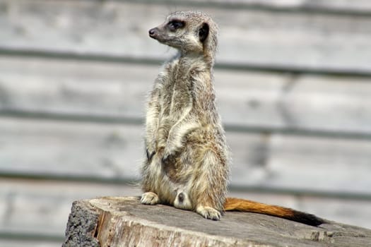 stunning meerkat