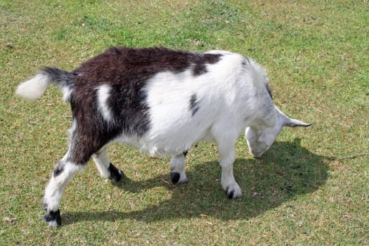white and brown goat grazing on grass
