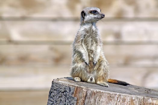 stunning meerkat