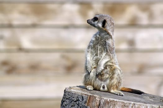 stunning meerkat
