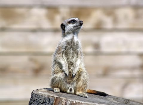 stunning meerkat
