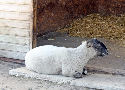 a sheep laying down in the shade on a sunny day