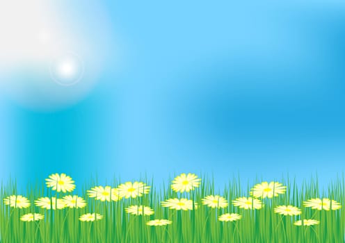 Spring / Summer Background - Meadow With Grass and Oxeye Daisy Flowers