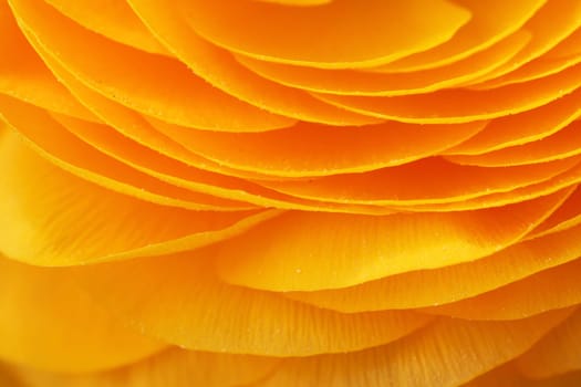 Macro shot of a flower
