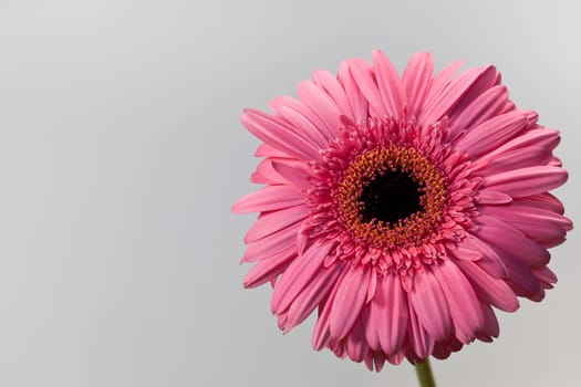 pink gerbera daisy on a white background