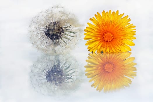 Dandelion with reflection