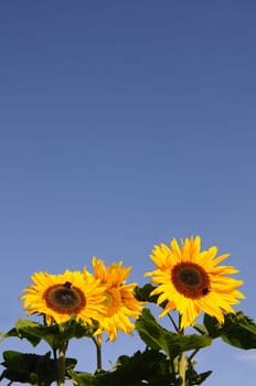 sunflowers