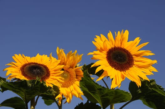 sunflowers
