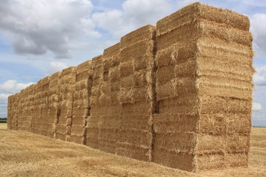 several bales of straw stacked in a field of wheat for a natural biological agricuture