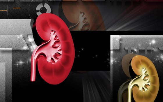 Digital illustration of kidney in colour background