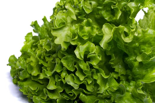 Close view of a green lettuce isolated on a white background.