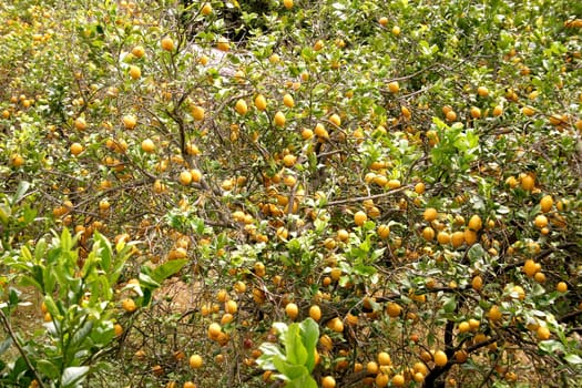 Lemons in the gardens of Soller in Mallorca