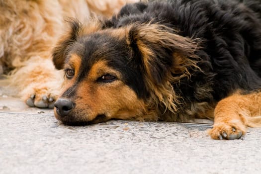 View of a domestic dog abandoned on the streets of a city.