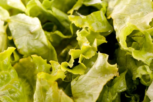 Close up view of some green lettuce.