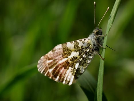 Orange tip