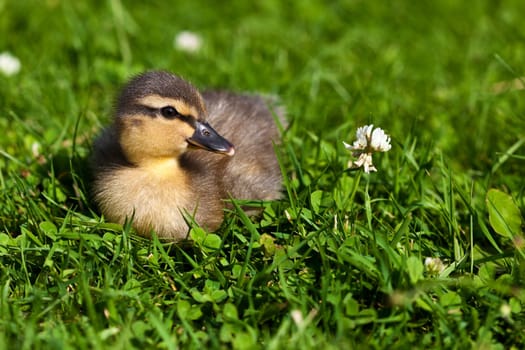 young ducks ...