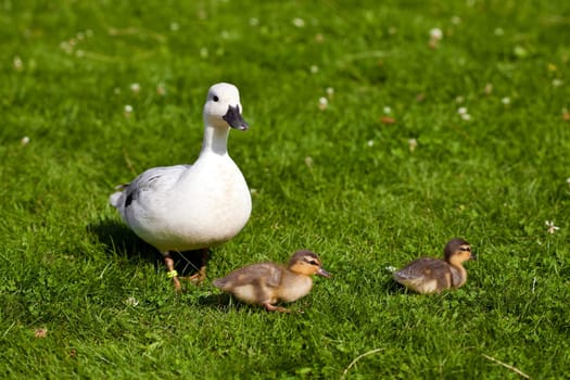 young ducks ...