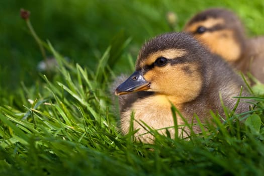 young ducks ...