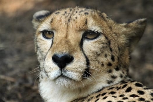 Cheetah Portrait