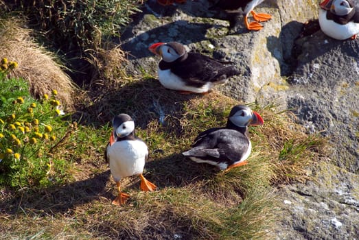 puffin colony in Vik