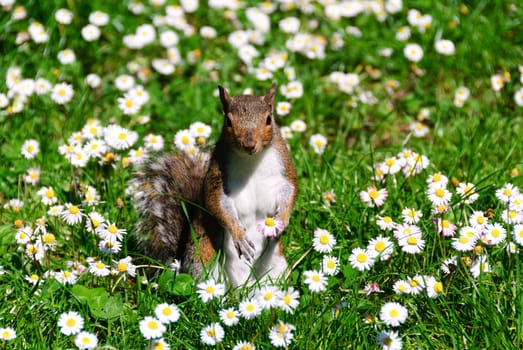 squirrel standing on the lawn of daisies