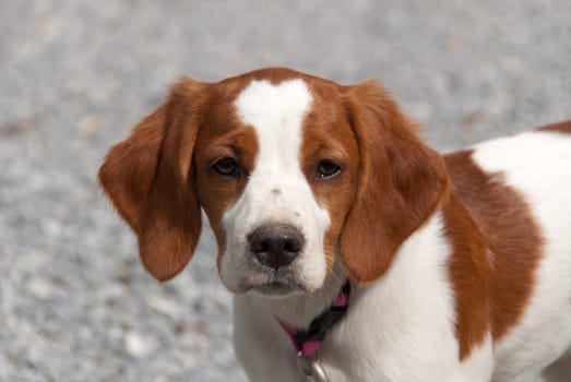 closeup of a puppy dog Breton