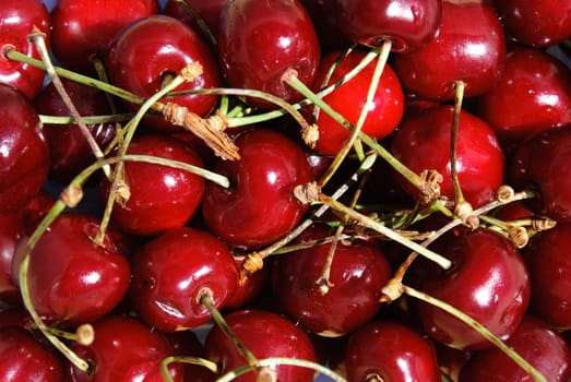 cherry red and shiny in the spring
