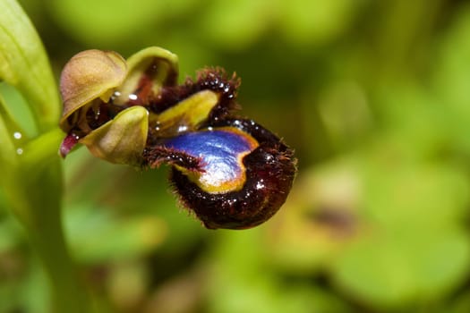 Close up view of a Portuguese wildflower called Mirror Bee Orchid (Ophrys speculum).