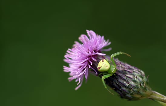 Ebrechtella tricuspidata (Misumenops tricuspidatus) is a species of crab spider in Europe. Males have a body length of about 3 mm,females reach 6 mm.