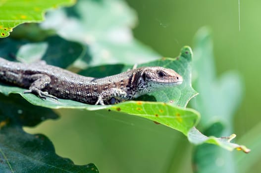 Wood lizard - Zootoca vivipara on a leaf - sunbathing