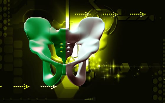 Digital illustration of pelvic girdle in colour background