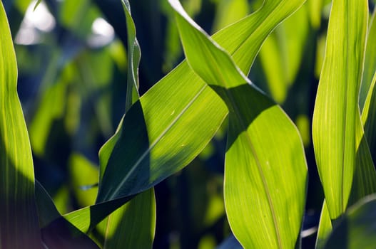 Maize - Zea mays - Maize leaves in a close-up