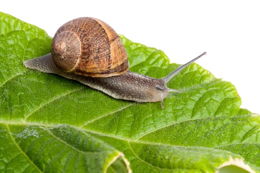 Close up view of a snail walking around on a white background.